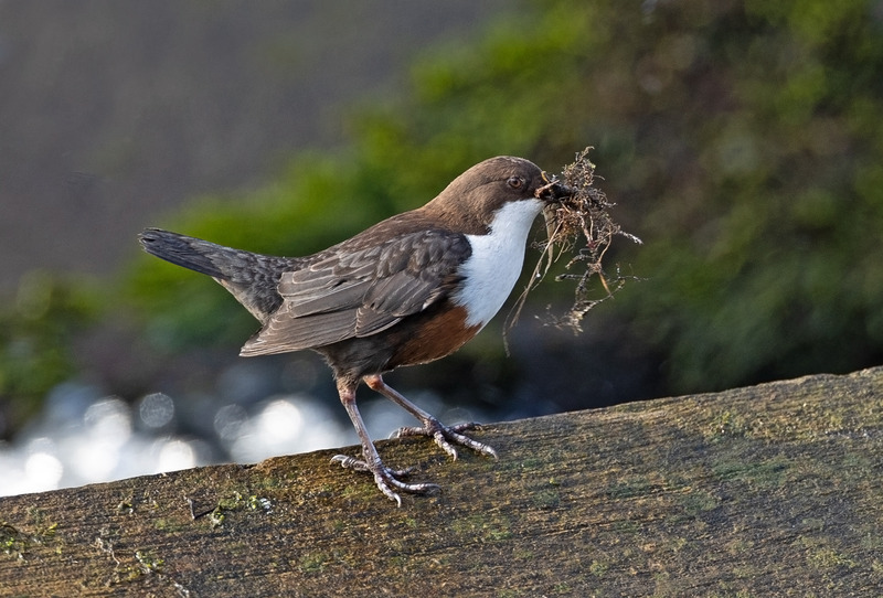 Dipper - Cinclus cinclus - Lakes, Streams and Ponds