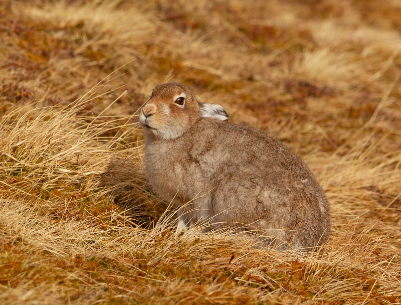 Mountain Hare - Lepus timidus - Cairngorms
