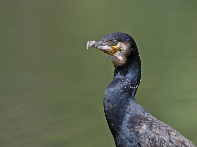 Cormorant