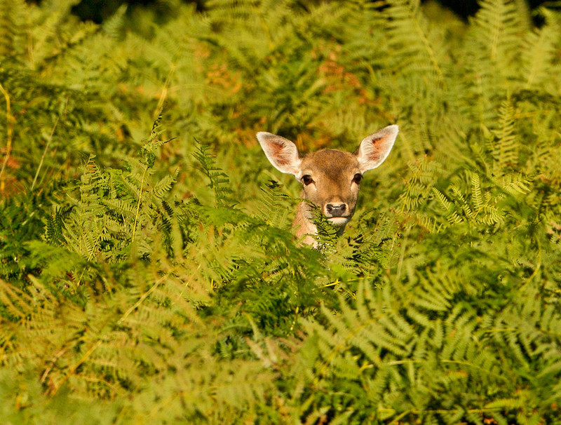 Fallow Deer