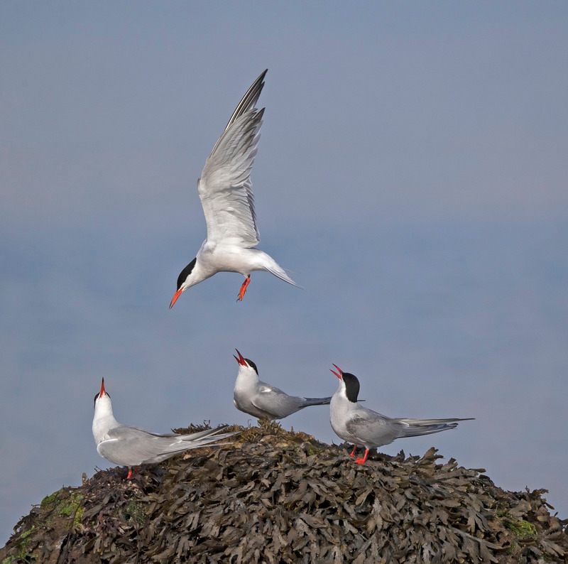 Common Terns | Cemlyn Bay