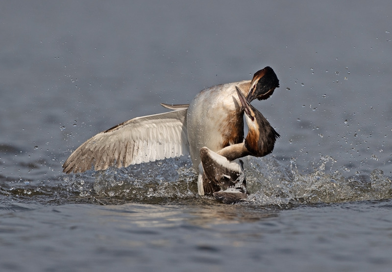 Fighting Great Crested Grebes