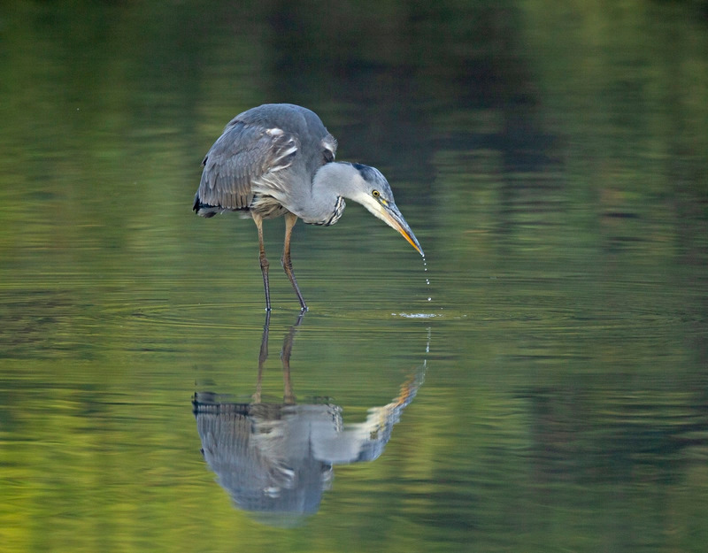 Grey Heron | Moore Nature Reserve