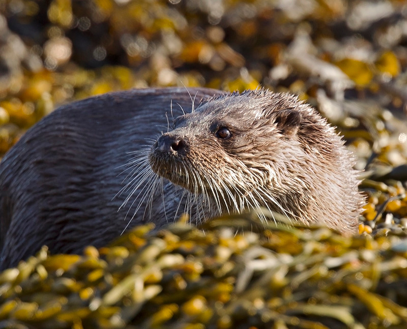 Otter
