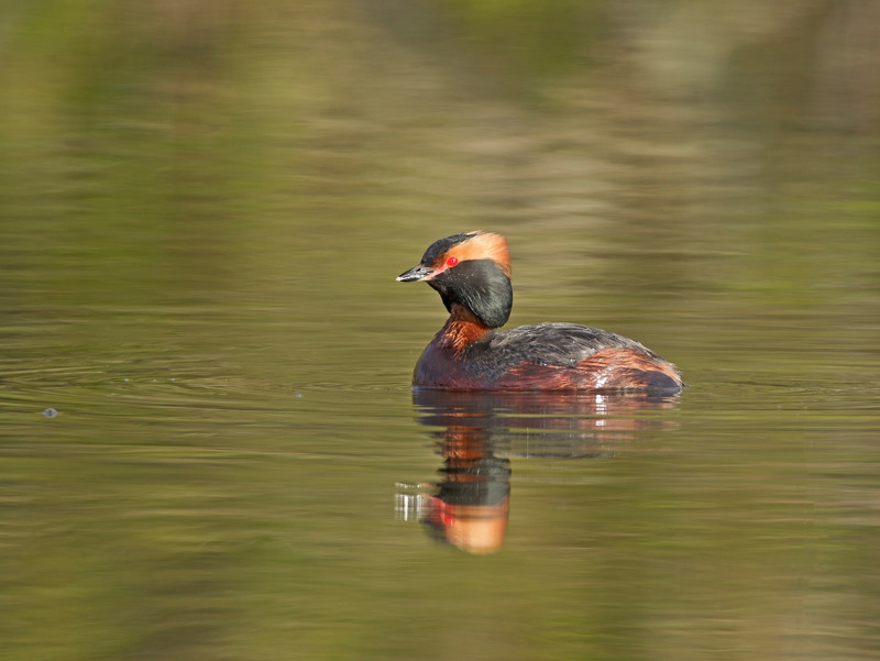 Slavonian Grebe -  Podiceps auritus - Cairngorms