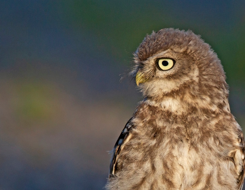Little Owl