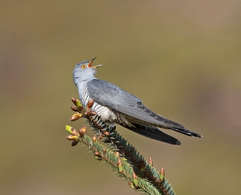 Cuckoo - Cuculus canorus - On the moors