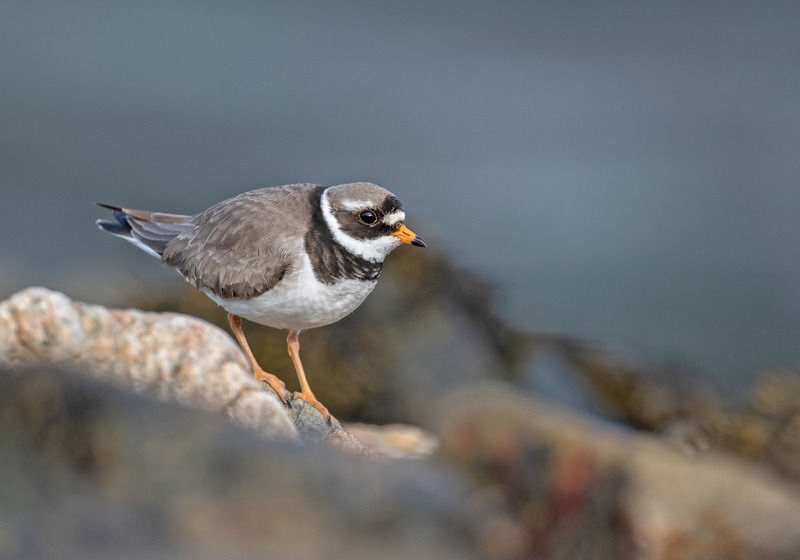 Ringed Plover - Charadrius hiaticula - Ardnamurchan