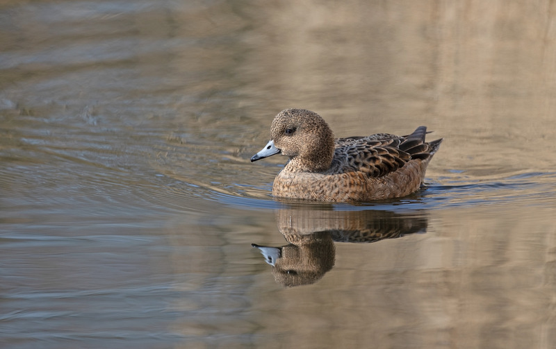 Wigeon (f) - Anas penelope - Lakes, Streams and Ponds