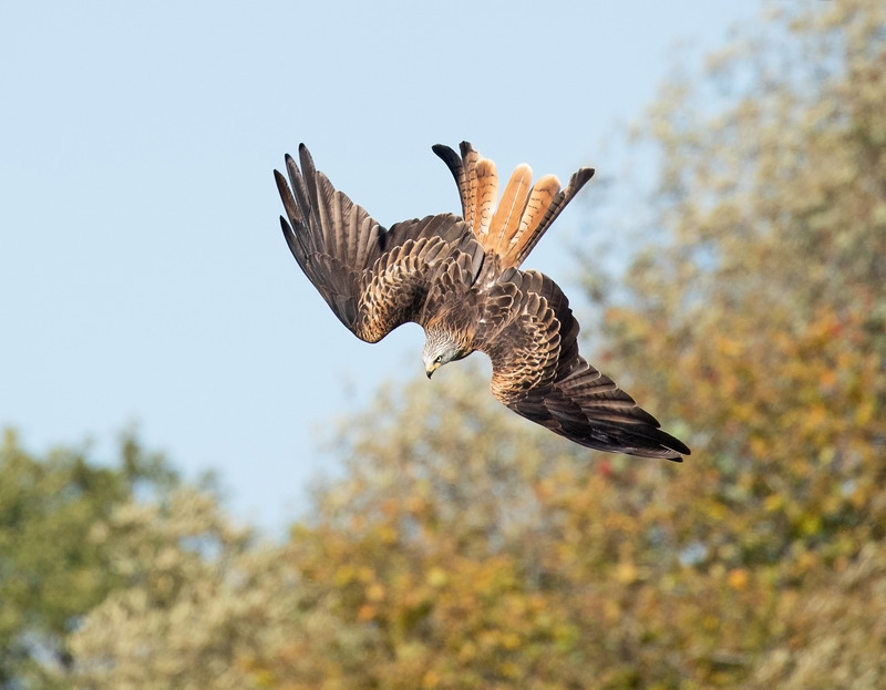Red Kite | Wildlife Photography