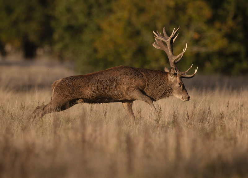 Red Deer Photography