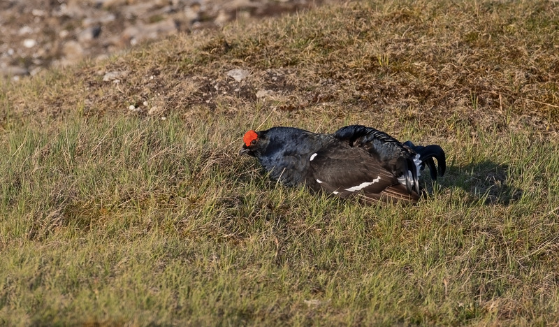 Black Grouse - Tetrao tetrix - On the moors