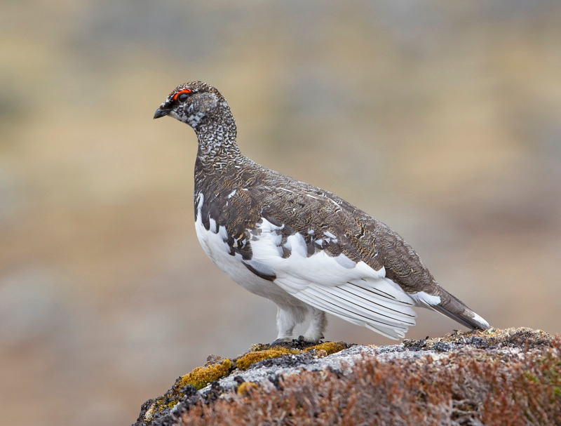 Ptarmigan - Lagopus muta - Cairngorms