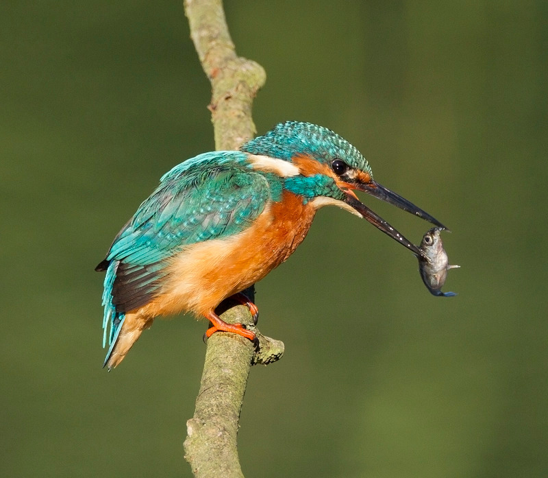 Kingfisher - Alcedo atthis - Lakes, Streams and Ponds