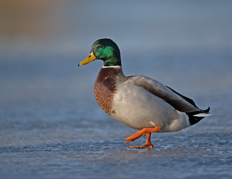 Mallard - Anas platyrhynchos - Lakes, Streams and Ponds