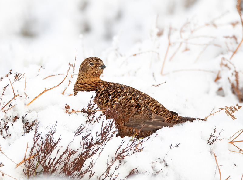 Red Grouse