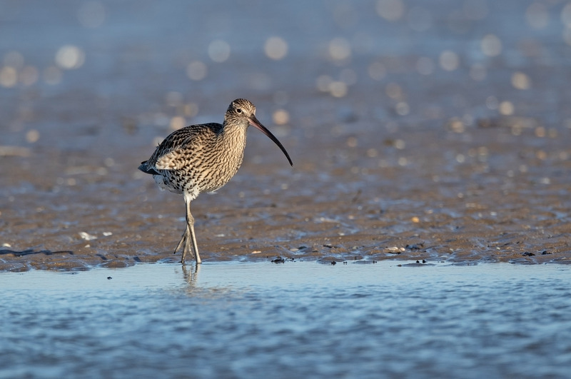 Curlew | Leasowe