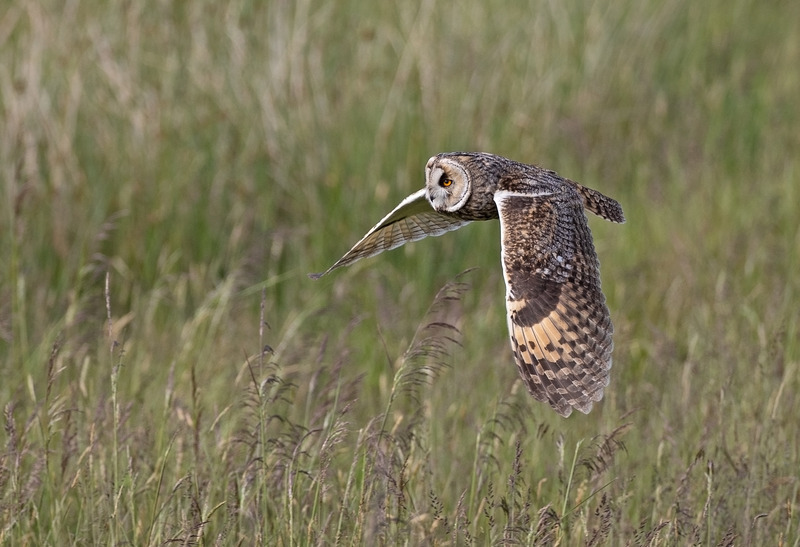 Long-eared Owl | Graham Manson Photography