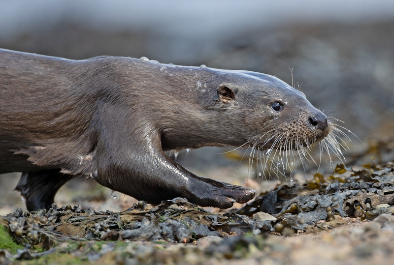 Otter | Ardnamurchan Wildlife Photography