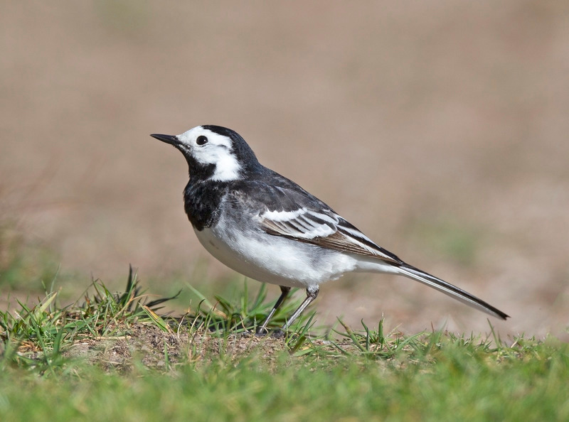 Pied Wagtail | Ardnamurchan Wildlife