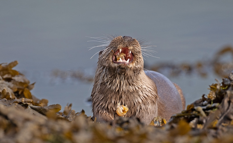 Otter - Lutra lutra - Ardnamurchan