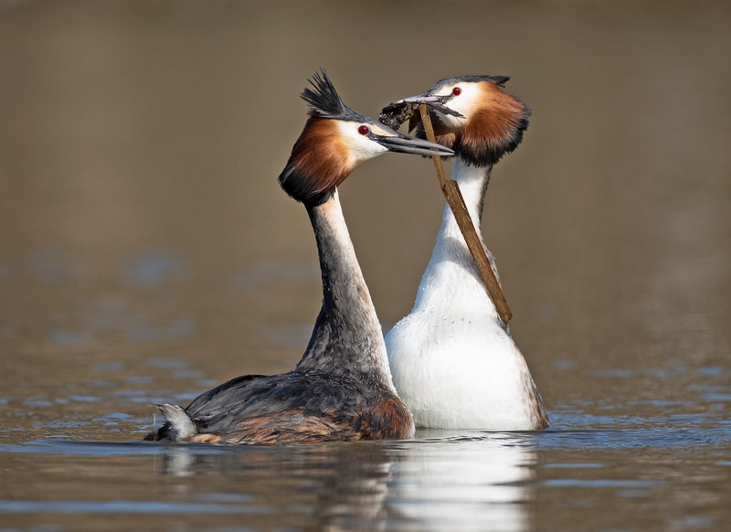 Great Crested Grebe - Podiceps cristatu - Lakes, Streams and Ponds