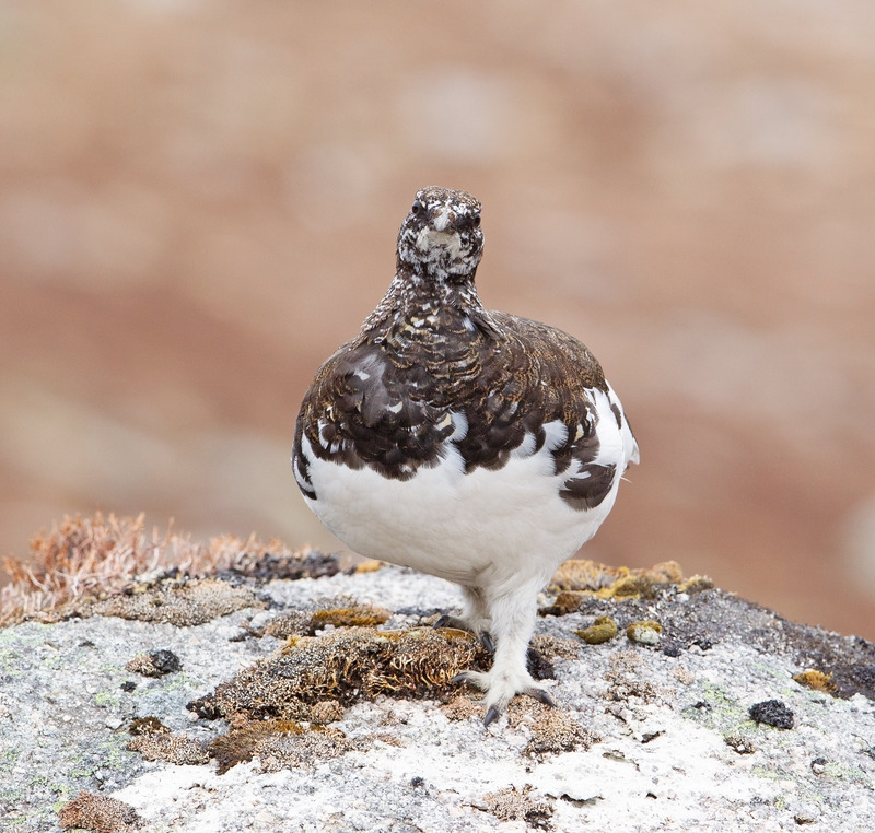 Ptarmigan - Lagopus muta - Cairngorms