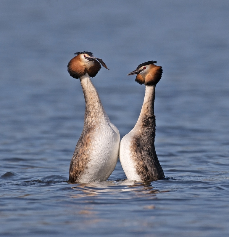 Great Crested Grebe - Podiceps cristatu - Lakes, Streams and Ponds