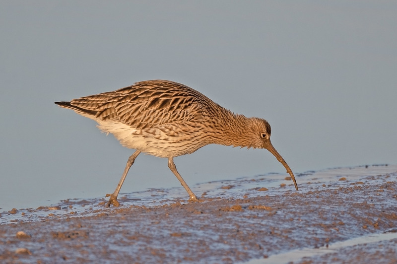 Curlew | Bird Photography