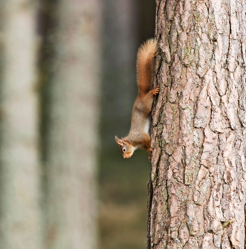 Red Squirrel - Sciurus vulgaris - Cairngorms