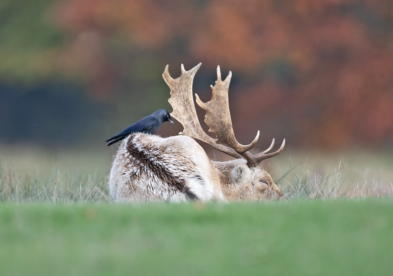 Fallow Deer - Dama dama - Mammals