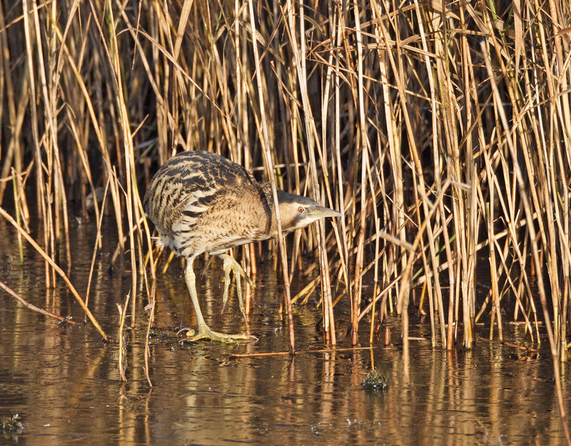 Bittern | Cheshire Wildlife