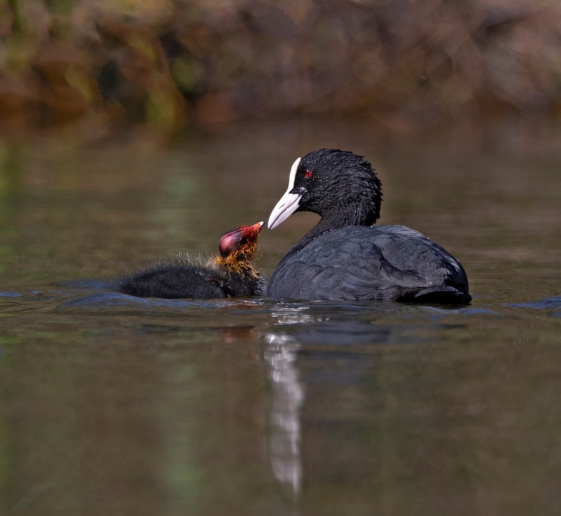 Coot - Fulica atra - Lakes, Streams and Ponds