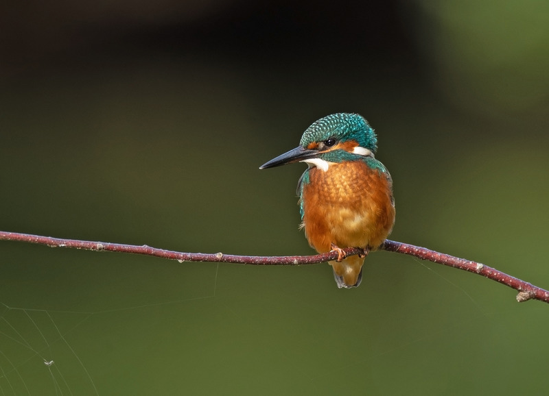 Kingfsher | Wildlife Photography