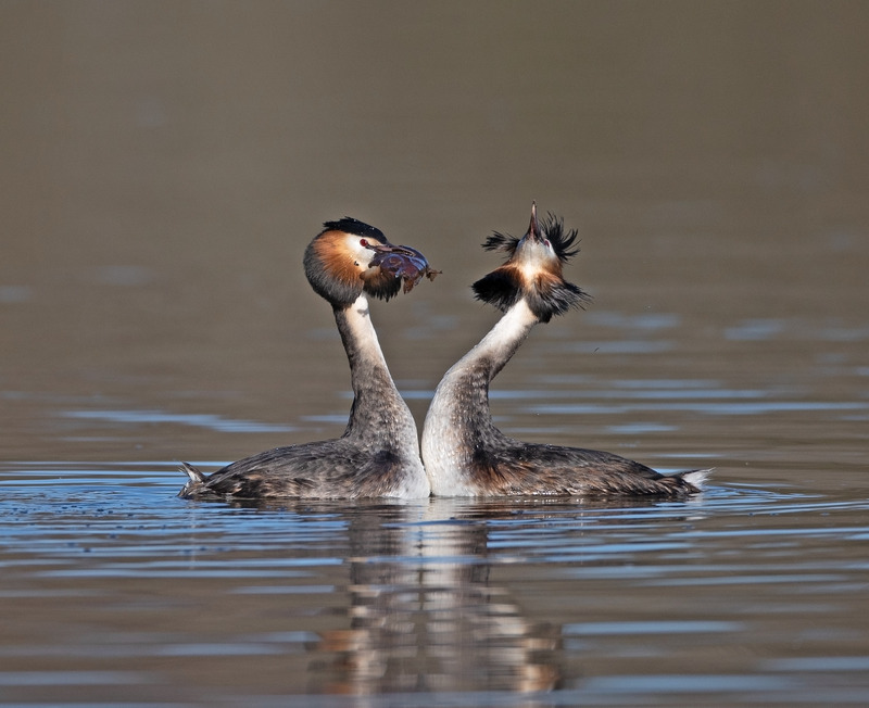 Great Crested Grebe - Podiceps cristatus - Lakes, Streams and Ponds