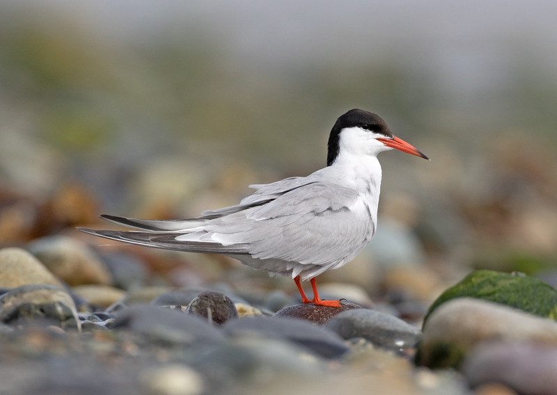 Cemlyn Bay | Tern Photography
