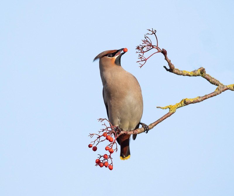 Waxwing | Cheshire | Graham Manson