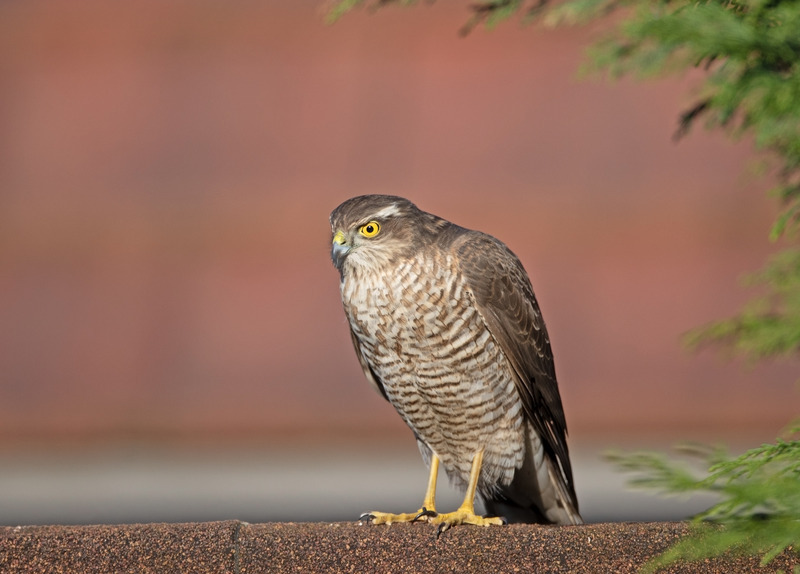 Sparrowhawk