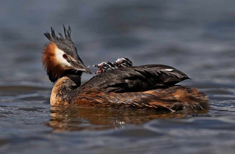 Great Crested Grebe - Podiceps cristatu - Lakes, Streams and Ponds