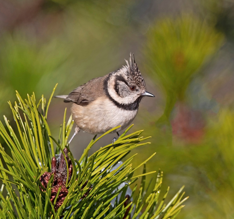 Crested Tit - Lophophanes cristatus - Cairngorms