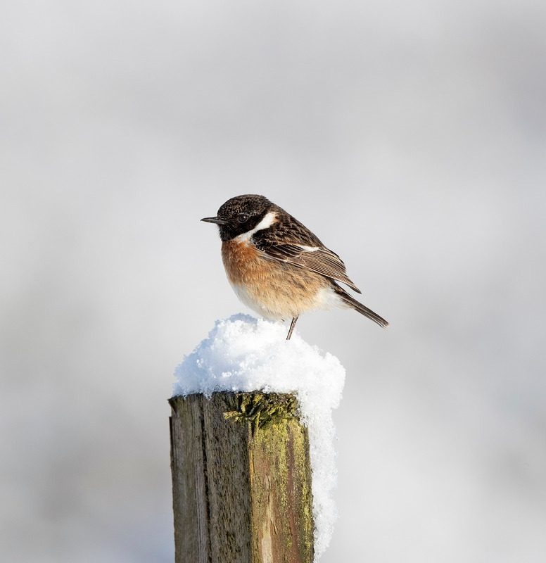 Stonechat - Saxicola rubicola - On the moors