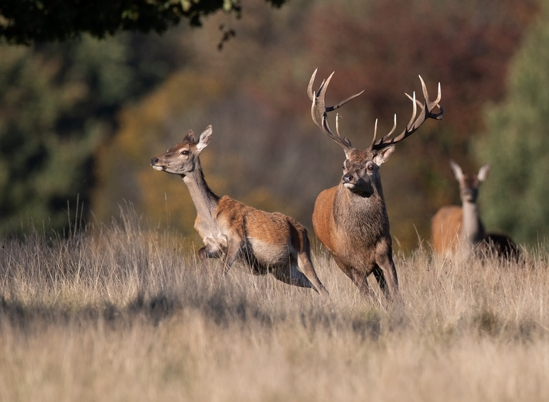 Red Deer - Cervus elaphus - Mammals