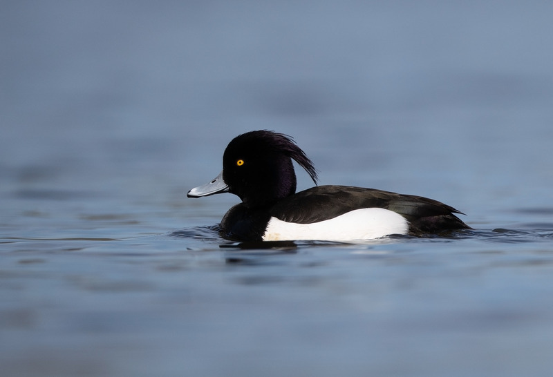Tufted Duck - Aythya fuligula - Lakes, Streams and Ponds