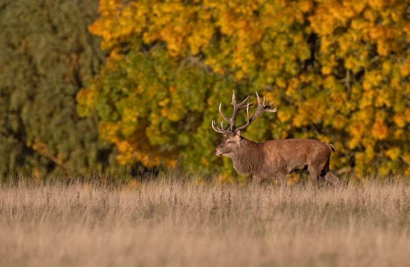 Red Deer - Cervus elaphus - Mammals