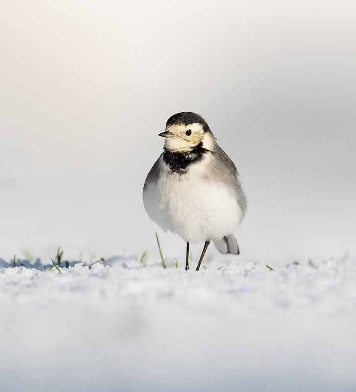 Pied Wagtail - - Meadows, Fields and Open spaces