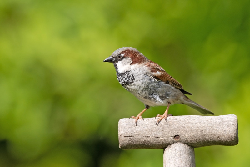 House Sparrow - Passer domesticus - Hedgerows and Woodland