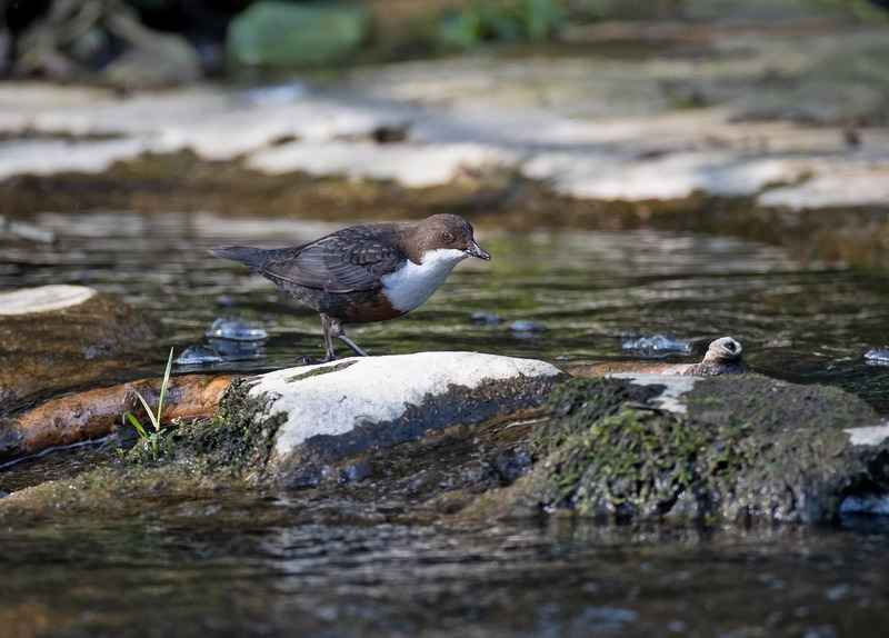 Dipper - Cinclus cinclus - Lakes, Streams and Ponds