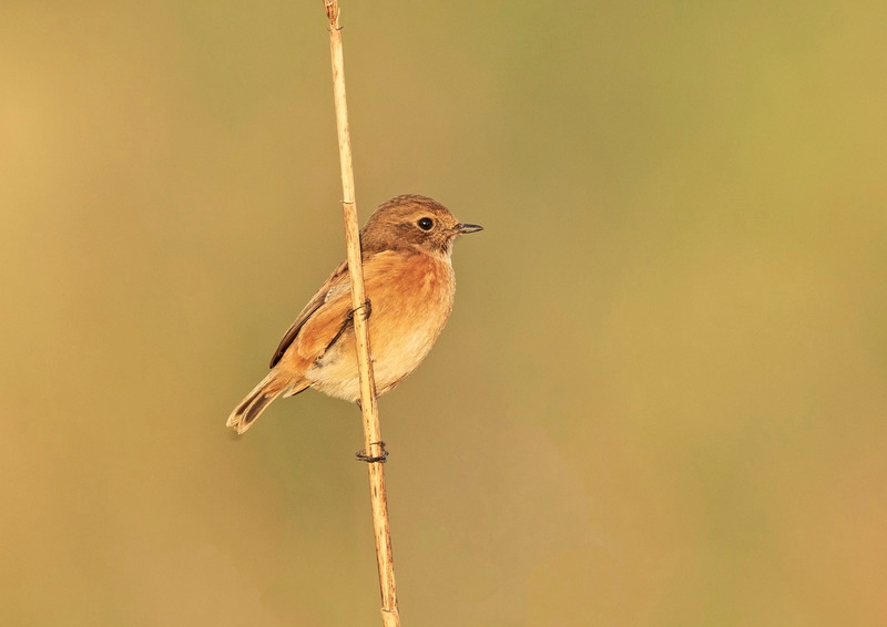 Stonechat