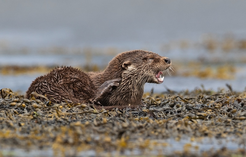 Otter - Lutra lutra - Ardnamurchan