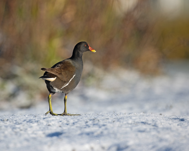 Moorhen - Gallinula chloropus - Lakes, Streams and Ponds
